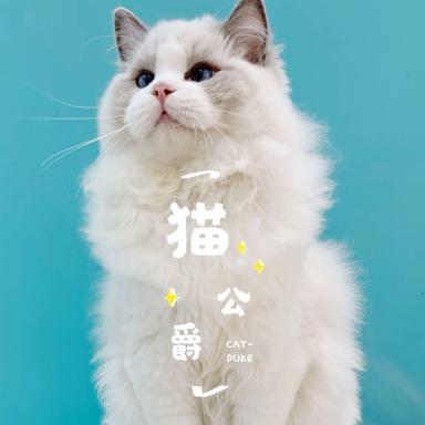 上海猫公爵宠物生活馆